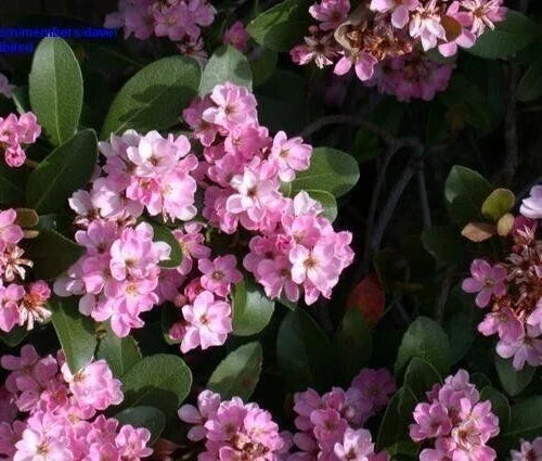 Indian Hawthorne Pink Dancer 6" Live Plant Cuttings Rhaphiolepis Indica Shrub