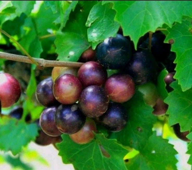 Muscadine Grape Plant Cuttings - 5 Male + 5 Female - Southern Native Wild Fruit (Vitis rotundifolia)