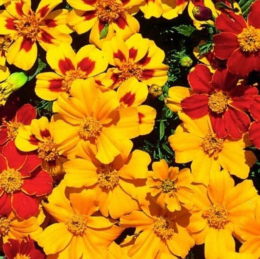 25+ Fantasia Mix Marigold Seeds for Garden Planting - Tagetes erecta - Colorful Flower Seeds - USA Free Shipping