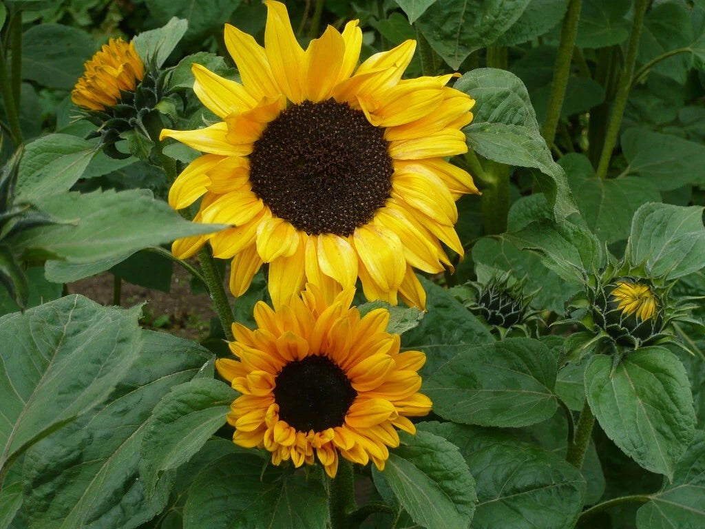 Sunflower Seeds - 25 Fresh Soraya Sunflower Seeds - Helianthus annuus - Non-GMO Garden Planting