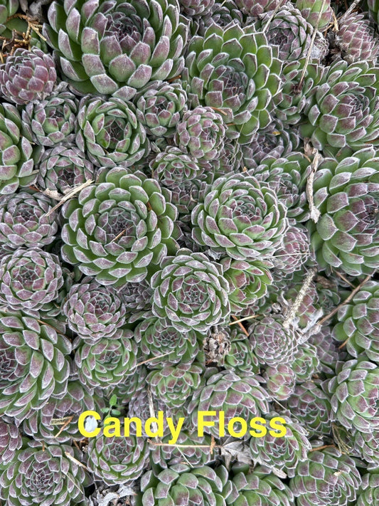 10 Candy Floss Hens and Chicks Sempervivum Succulents, Live Plants, Hardy Perennials for Zones 4-8, Non-Potted, Colorful Garden Decor