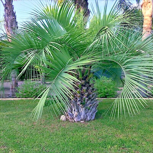 10 Jelly Pindo Palm Tree Seeds - Butia capitata - Cold Hardy Tropical Fruit Plant Seeds