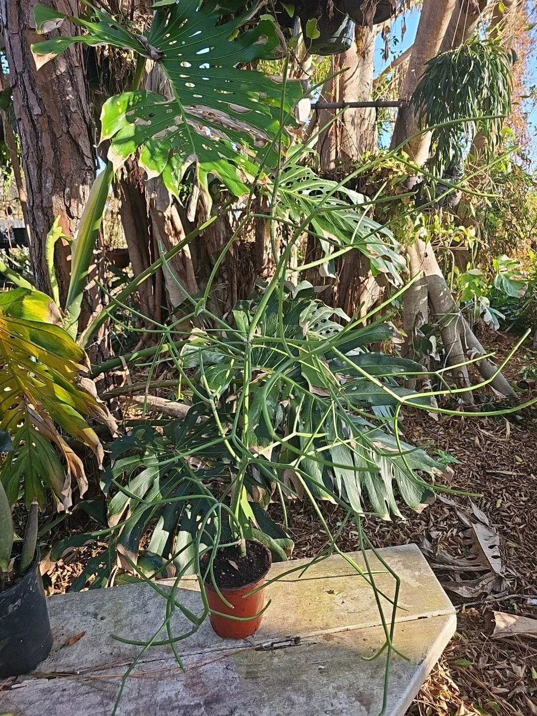 XXL Euphorbia tirucalli Pencil Cactus - African Milkbush 38" Tall in 5" Pot - Unique Indoor Plant Decor