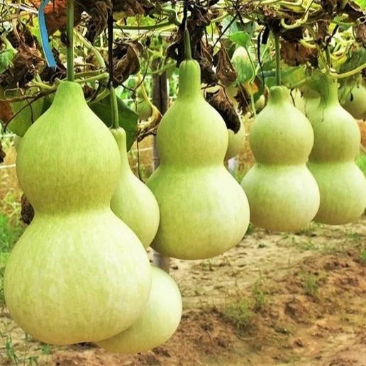 Birdhouse Bottle Gourd Seeds - Hard Shelled Calabash for 2025 Planting - Lagenaria siceraria