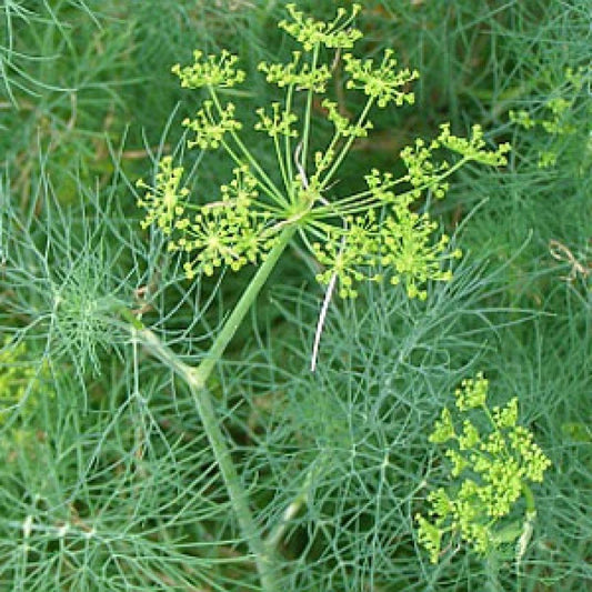 Dill Bouquet Seeds, Heirloom Vanderbilt Variety, Non-GMO Easy Grow Herb, Anethum graveolens