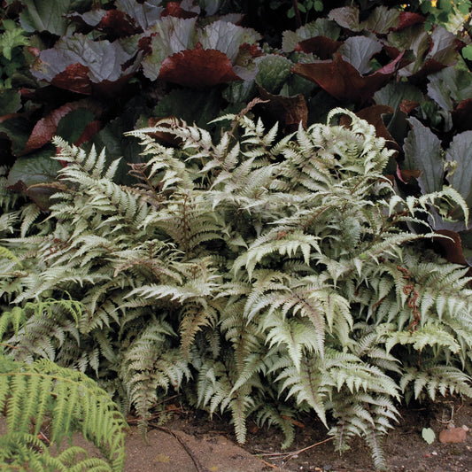 Japanese Painted Fern Plant in 5.25" Pot - Athyrium niponicum 'Pictum' - Well Rooted Green Foliage for Garden Decor