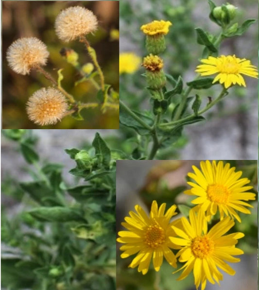 Camphorweed Seeds - 100+ Organic Seeds, Heterotheca subaxillaris, USA Harvested 07/2025