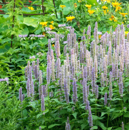 Hyssop Seeds - Giant Lavender Blue Agastache - Perennial Flower for Bees & Hummingbirds - 200 Count