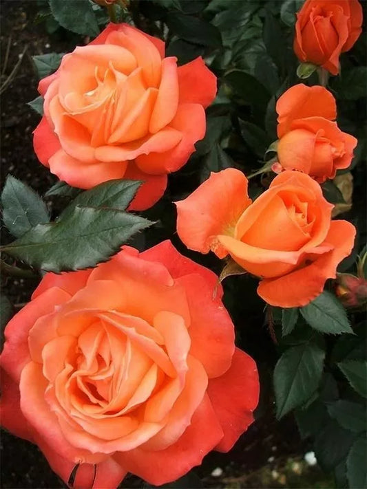 Bright Orange Rose Seeds - 10 Perennial Flower Seeds for Garden - Rosa spp.