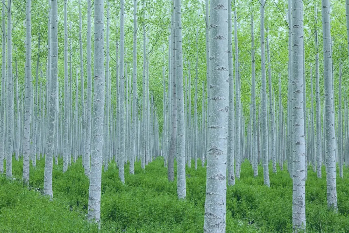 White Poplar Seeds for Planting - 30 Seeds - Fast Growing White Leaf Tree (Populus alba)