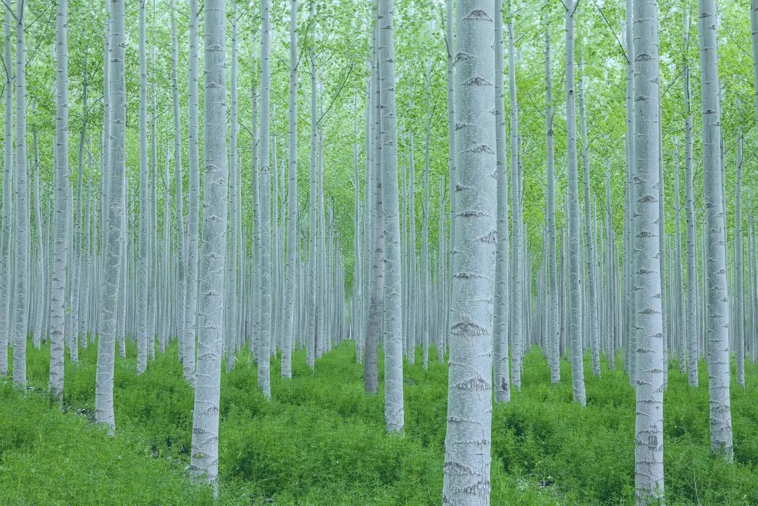 White Poplar Seeds for Planting - 30 Seeds - Fast Growing White Leaf Tree (Populus alba)