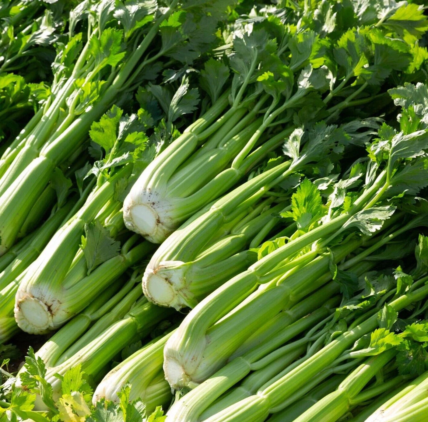 Celery Seeds 2000+ Count, Utah 52-70 Variety, Vegetable Garden, Apium graveolens, Free Shipping