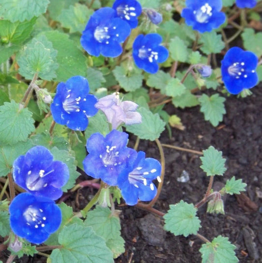 1000 Seeds California Blue Bell Flower - Bluebell (Phacelia campanularia) - GroCo USA - Buy 15, Ships Free