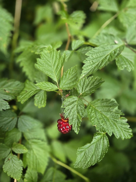 Live Salmonberry Plant Bare Root - Rubus Spectabilis - PNW Grown Edible Berry Bush for Gardens