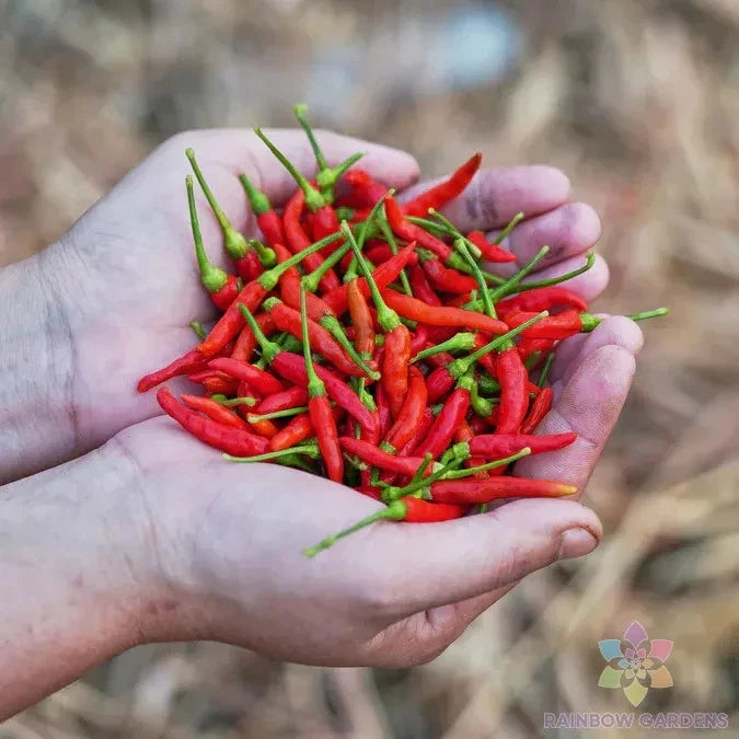 Chile de Arbol Hot Pepper Seeds - 25+ Count - Capsicum annuum - Ideal for Garden Planting - USA Quality - Free Shipping