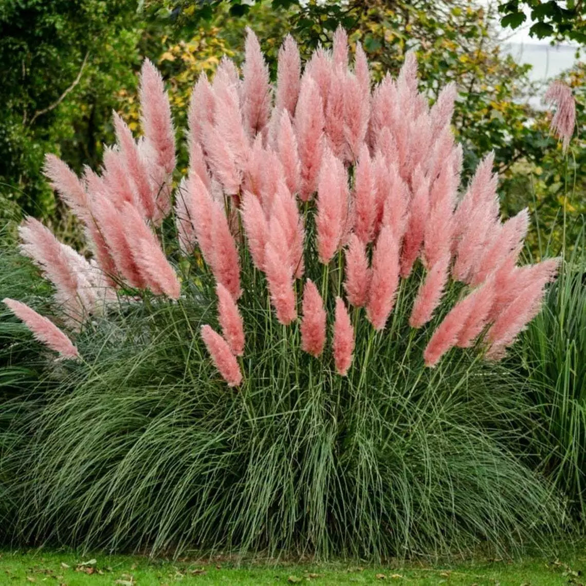 Giant Pink Pampas Grass Seeds - 100 Pack, Ornamental Grass for Landscaping, Cortaderia selloana