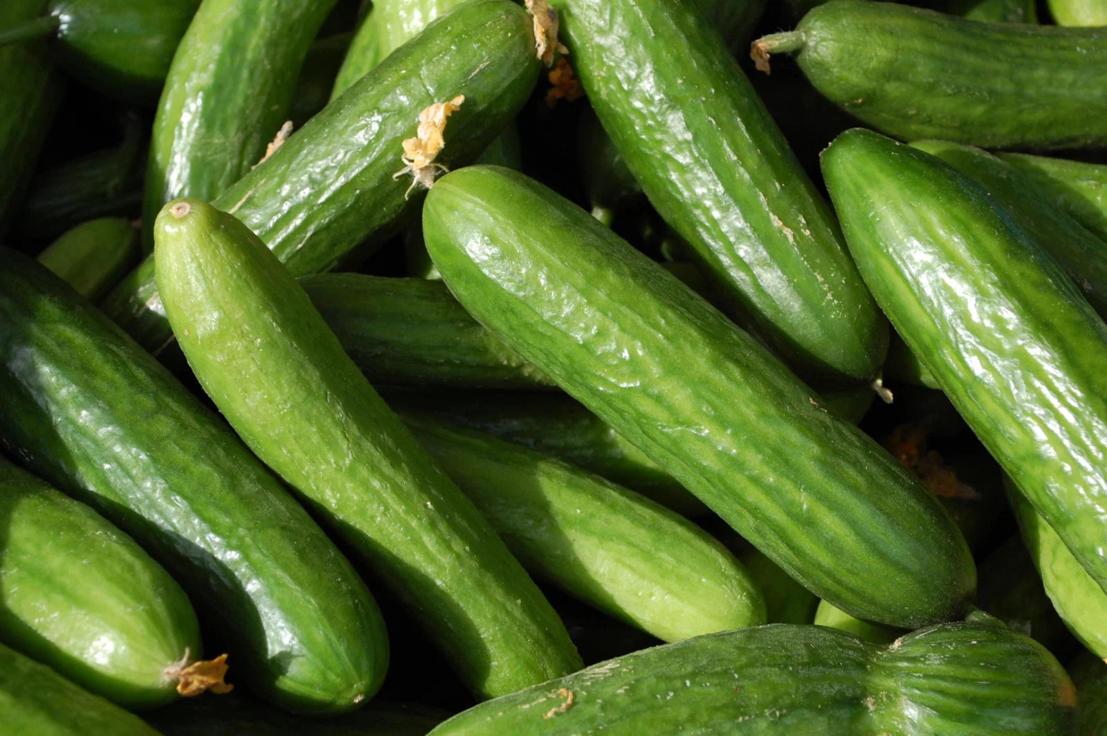 Muncher Cucumber Seeds - Organic Heirloom Non-GMO - Fresh Cucumis sativus