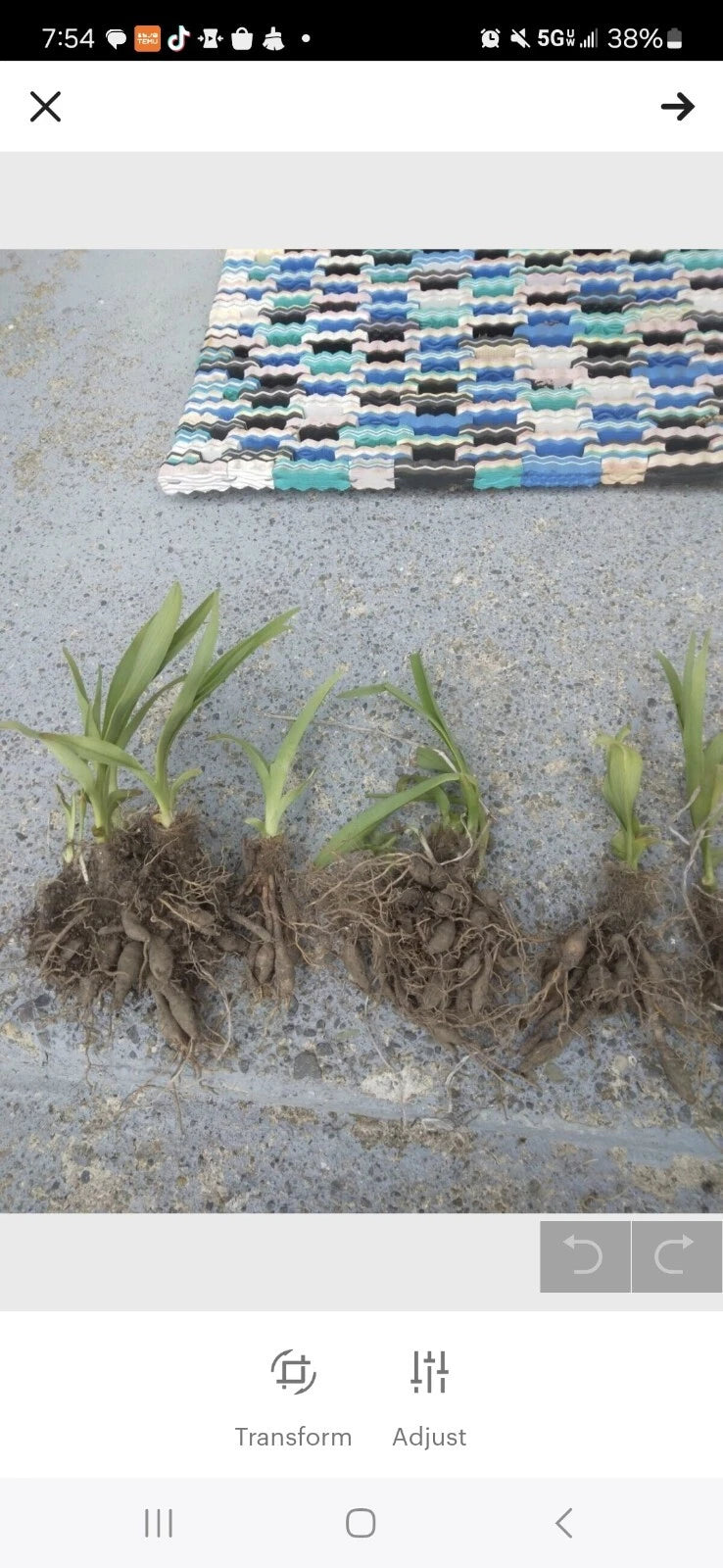 30 Orange Daylily Live Plants - Easy to Grow - Hemerocallis - Maine Grown, Free Shipping