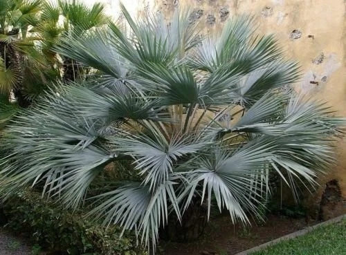 Brahea Armata Blue Hesper Palm Seedling - 10-12 Inches Tall - Unique Blue Leaves - Hardy Palm Variety (Brahea armata)