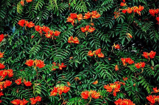 African Tulip Tree Seeds - 30 Count - Delonix regia - Tropical Flowering Tree Seeds for Gardening and Landscaping