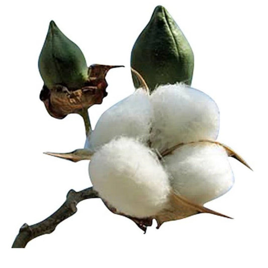 American White Cotton Seeds - 25 Heirloom Non-GMO Seeds - Gossypium Hirsutum - USA Grown