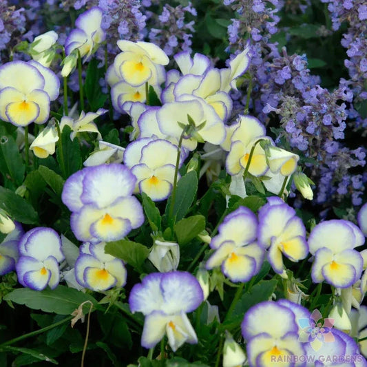Etain Pansy Seeds - 200+ Count - Viola Variety for Garden Planting - USA Grown