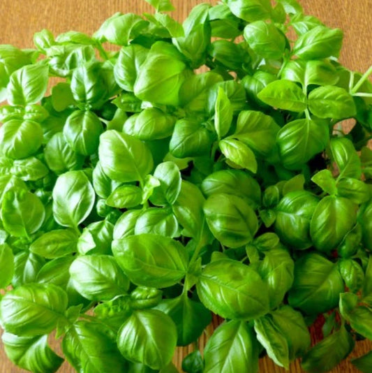 Basil Seeds Genovese Sweet Large Leaves Non-GMO 500 Seeds for Pesto - Ocimum basilicum