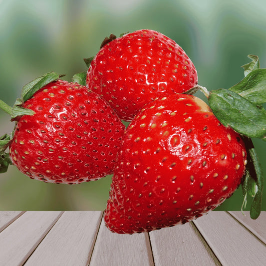 Bare Root Strawberry Plants - Large Sweet June-Bearing - Dickens Variety - Fragaria × ananassa