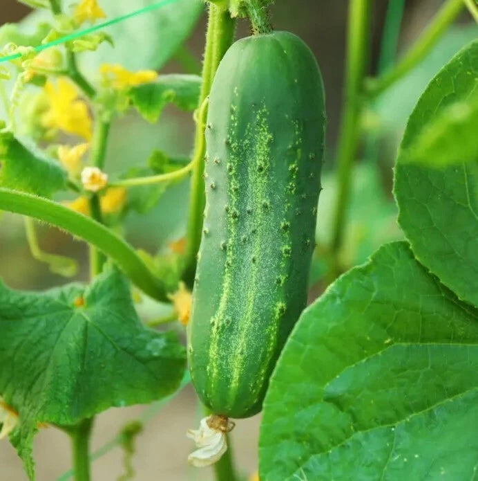 Cucumber Plants Live 4" Pot - 2 Pack - 6-8" Tall - Cucumis sativus