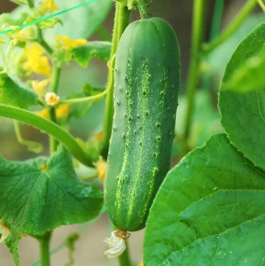 Cucumber Plants Live 4" Pot - 2 Pack - 6-8" Tall - Cucumis sativus
