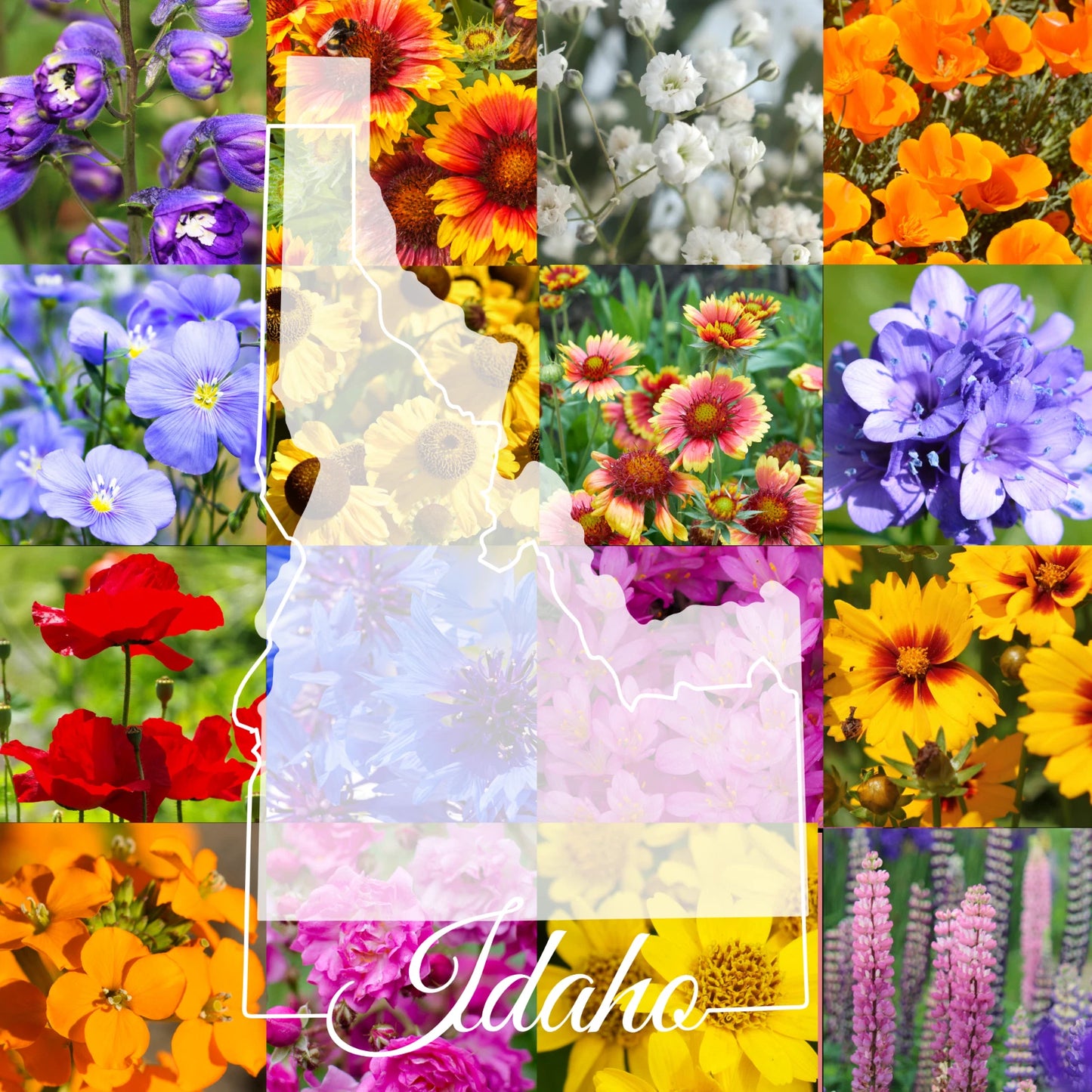 Bulk Wildflower Seed Mix 1 lb - Idaho Western Variety - Covers 3,200 sq ft - Ideal for Natural Landscaping and Pollinator Gardens