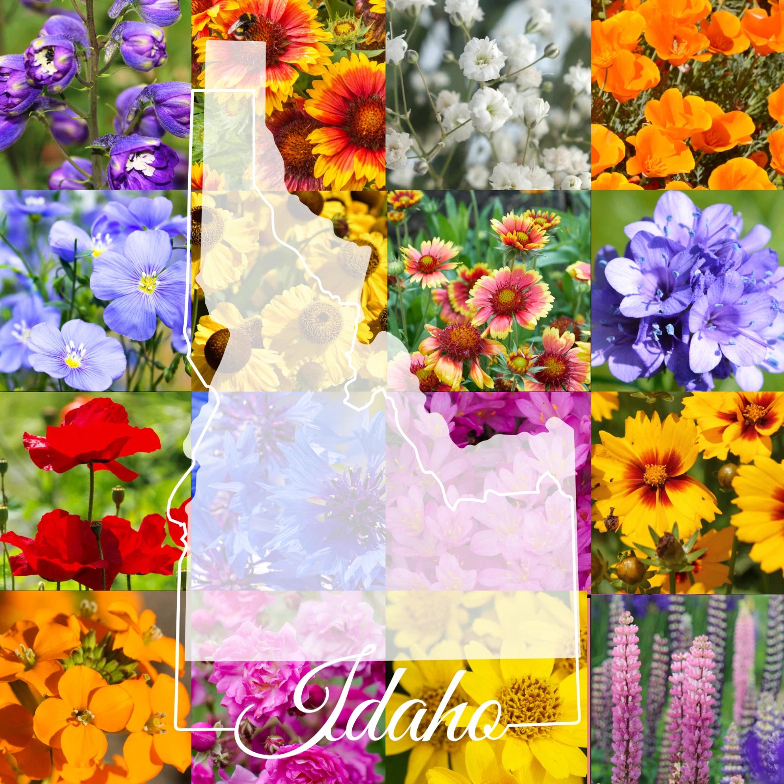 Bulk Wildflower Seed Mix 1 lb - Idaho Western Variety - Covers 3,200 sq ft - Ideal for Natural Landscaping and Pollinator Gardens