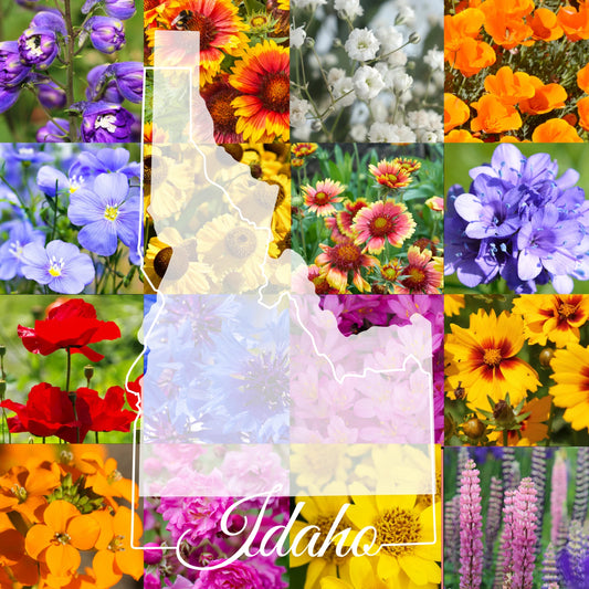 Bulk Wildflower Seed Mix 1 lb - Idaho Western Variety - Covers 3,200 sq ft - Ideal for Natural Landscaping and Pollinator Gardens