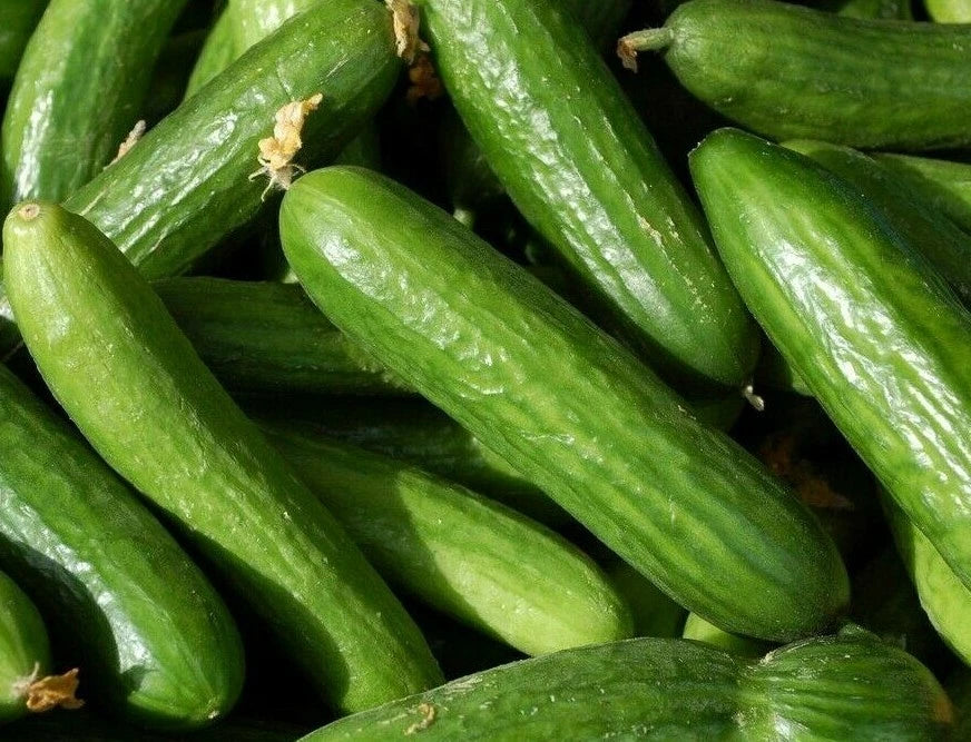Muncher Cucumber Seeds - 30+ Seeds - Garden Culinary Pickling - Cucumis sativus