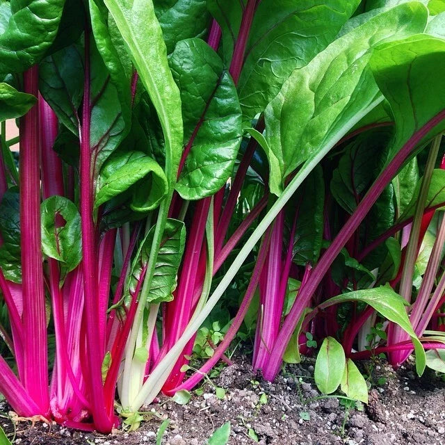 Flamingo Swiss Chard Seeds, NON-GMO, Colorful Salad Greens, Beta vulgaris subsp. cicla, Free Shipping