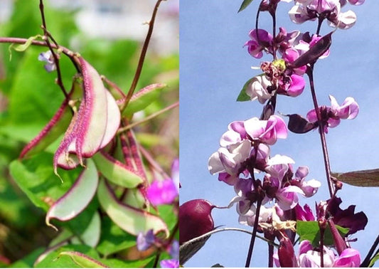 Hyacinth Bean Vine Seeds - 10+ Asian Purple Bataw - Dolichos Lablab - Beautiful Edible Seeds for Gardening