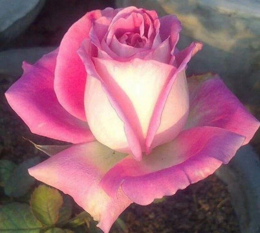 10 White Pink Rose Seeds - Flower Bush Perennial Shrub - Rosa spp. - Garden Plant Seeds for Home Gardening