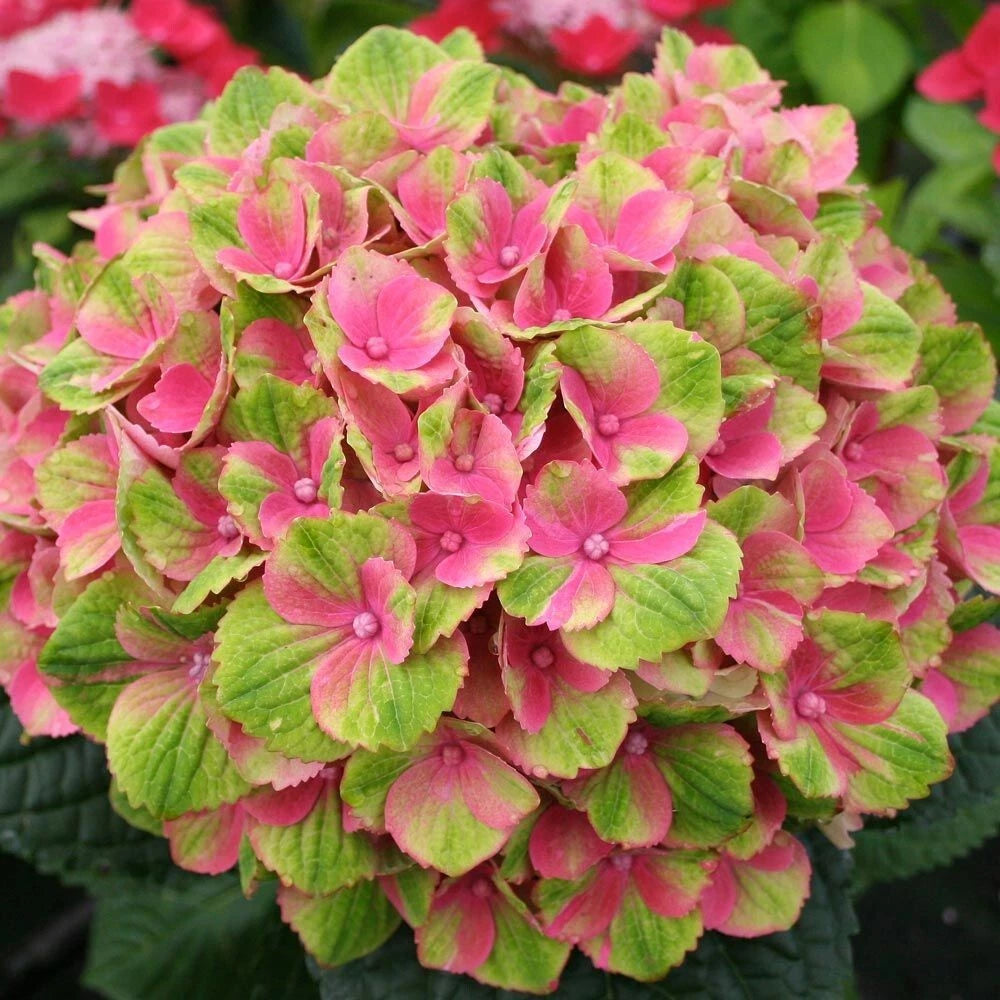 Amethyst Hydrangea Seeds - 5 Perennial Flower Seeds for Garden - Hydrangea macrophylla - USA