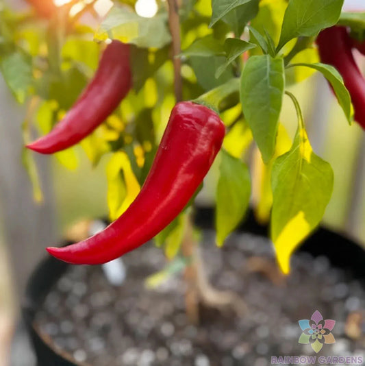 Mirasol Chile Hot Pepper Seeds - 25+ Pack for Garden Planting - Capsicum annuum - USA Grown - Free Shipping