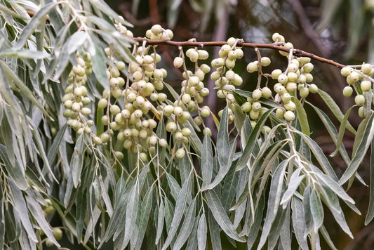 American Silverberry Bush Seeds - 5 Rare Seeds for Planting - Elaeagnus commutata - Hardy Perennial Shrub Seeds