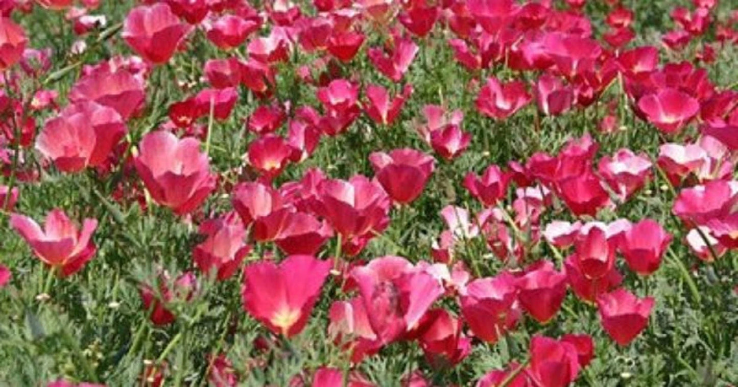 California Poppy Seeds 200 Non-GMO Carmine King - Eschscholzia californica