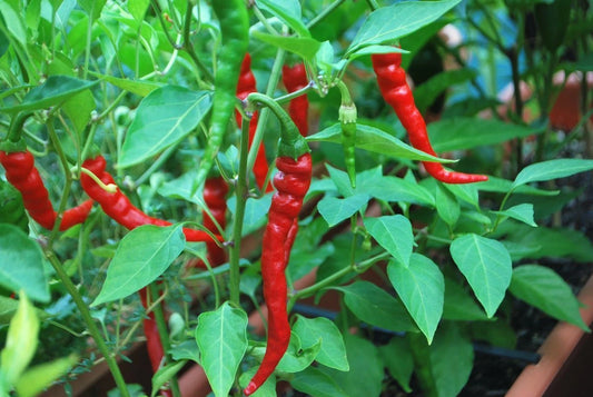 Cayenne Long Red Thin Pepper Seeds, NON-GMO Variety, Heirloom, Capsicum annuum, Free Shipping Available