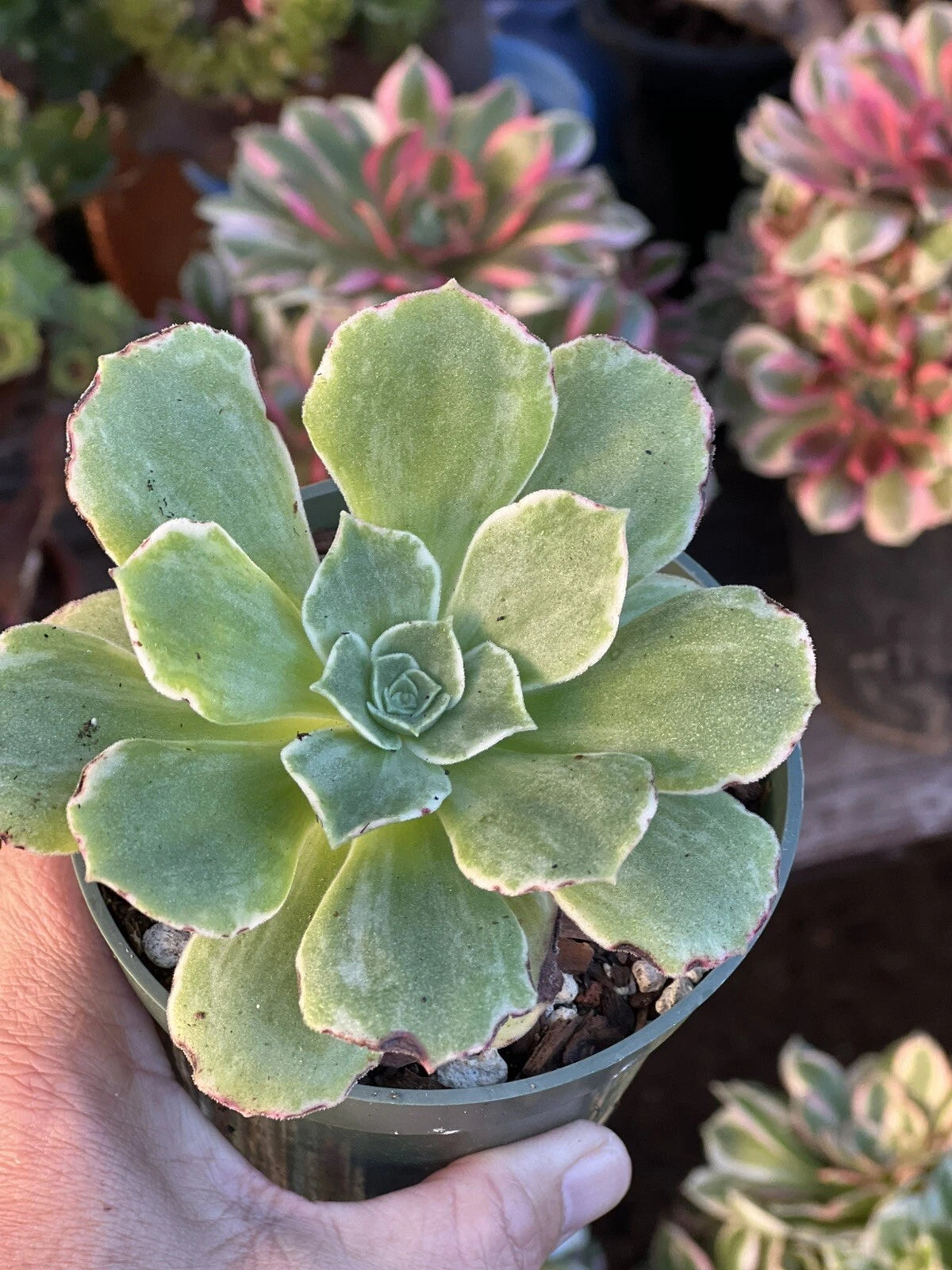 Aeonium Orion Succulent Plant in 4 Inch Pot - Drought Tolerant, Green Leaves, Houseplant