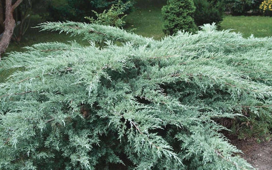 Juniper Hedge Plant Cuttings Set of 12+ | Juniperus spp. | Non-Rooted | Ideal for Landscaping and Privacy Screens