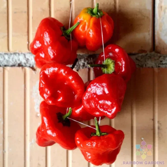 Jamaica Hot Red Pepper Seeds - 25+ Pack for Garden Planting - Capsicum chinense - USA Grown - Free Shipping