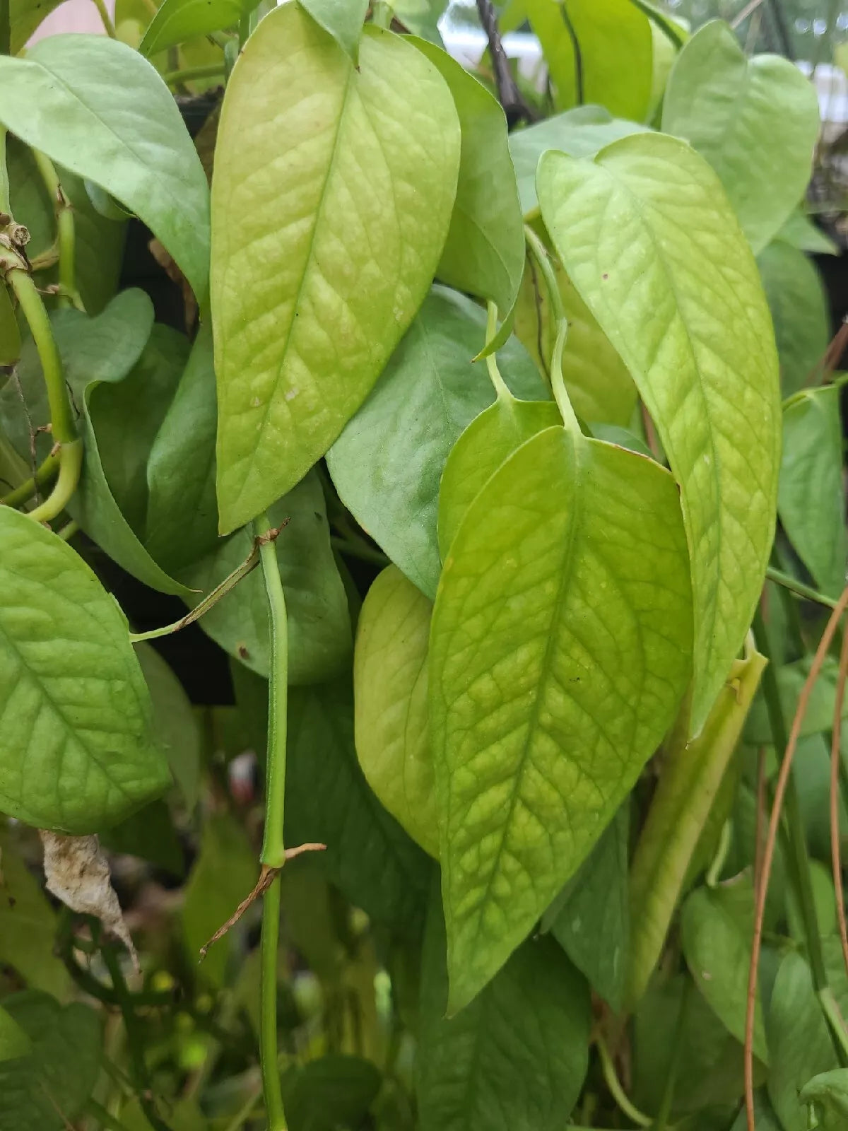 Cebu Blue Pothos Cutting 4 Nodes Unrooted - Epipremnum Pinnatum Houseplant