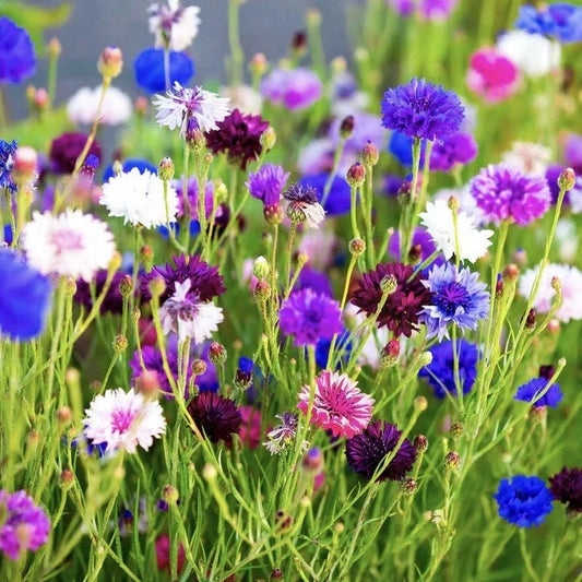 Cornflower Seeds 250+ Count Tall Mix | Bachelor Button Flowers | Centaurea cyanus | USA Seller