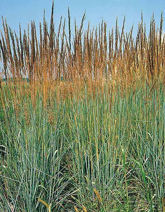 Indian Grass Seeds - 133 Perennial Ornamental Seeds - GroCo USA - Buy 15, Ships Free - (Sorghastrum nutans)