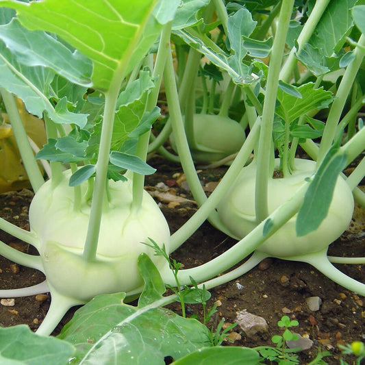 Kohlrabi Seeds 300+ Heirloom White Vienna Vegetable Non-GMO USA Free Shipping