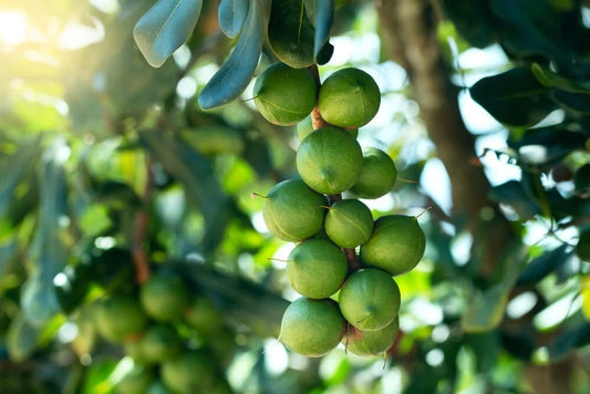 Macadamia Nut Tree Seeds - 5 Pack - Macadamia integrifolia - Grown in Iowa, USA